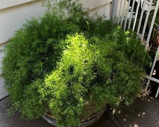 Large Potted Fern in Wine Barrel