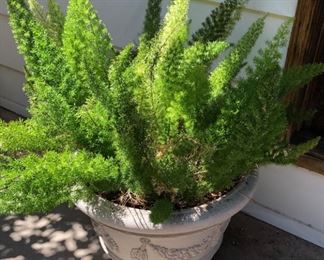 Large Potted Fern