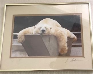 Art Photo Polar Bear "Do Not Disturb" Jim Steinbacher 
