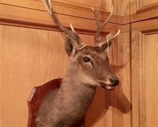 Taxidermy deer head