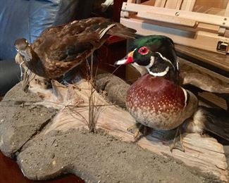 Taxidermy ducks