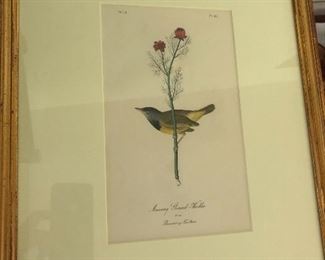 Original Plate 101 Audubon 
Mourning Ground Warbler