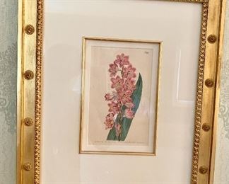 Framed botanical print