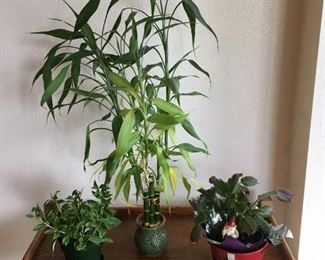  A Trio of Loved House Plants.
Lot Number: 9