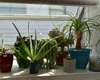 LIVE PLANTS