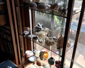 Polished Shells & Coral