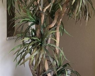 Silk Palm in Pot 