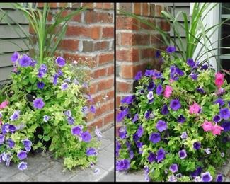 Two Large Outdoor Pots with Flowers.