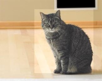 This cat is not for sale. This cat is called Lightning! She's adorable. 