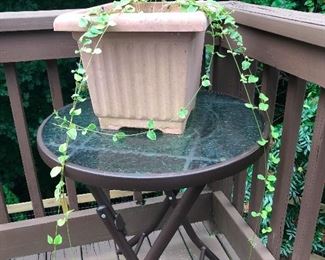 Rapunzel plant
