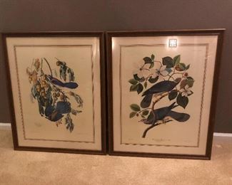 Audubon prints framed