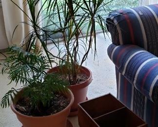 potted large sunroom plants, sofa, box