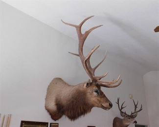 Not For Sale. Award winning Elk from section 8.