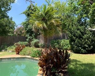 Landscaping includes a large palm and various perennial plant material