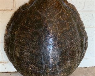 Giant Tortoise Shell Mold