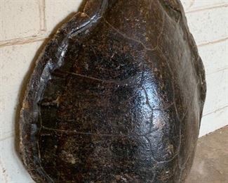 Giant Tortoise Shell Mold