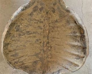 Giant Tortoise Shell Mold