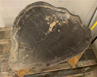 Giant Tortoise Shell Mold