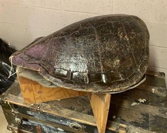 Giant Tortoise Shell Mold