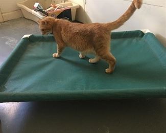 Elevated dog bed, (cat approved)