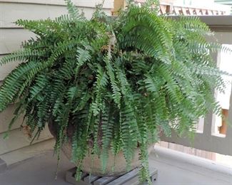 FERN