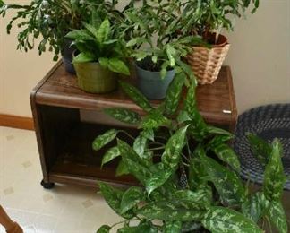 LIVE PLANTS