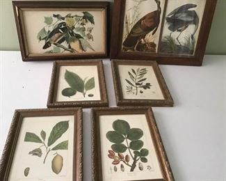 Birds and Bombay Company Plants