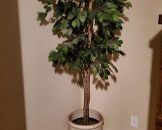 Ficus Tree