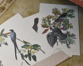 Folio of Reproduction Audubon Prints