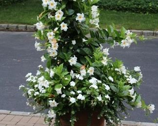 Mature Potted Mandevilla - White