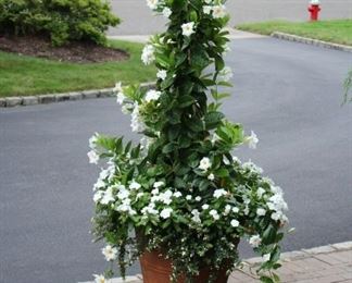 Mature Potted Mandevilla - White