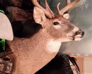 10pt shoulder mounted deer head.