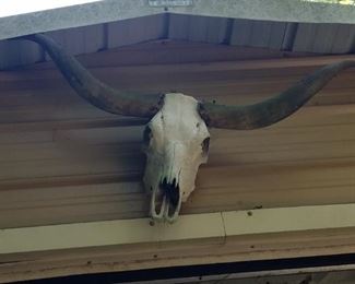 Real Steer skull and horns