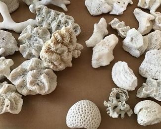 White Coral Collection