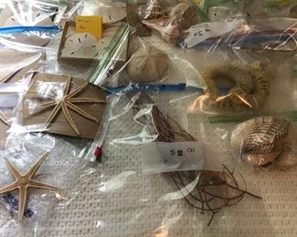 Gigantic Shell Collection - large variety of shell types