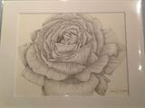 Rose - Stippling Pen & Ink by Cassandra Dupere