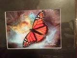 "Butterfly" 5 X 7 matted Photo by Steve Jahn