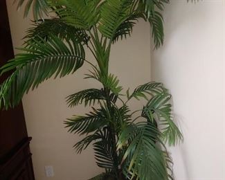Silk Tree