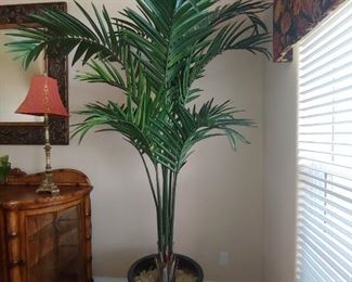 Very Tall Silk Tree