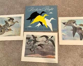 Arthur D Fuller Birds in Flight prints 
