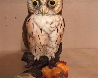 great horned owl (Andrea by Sadek)