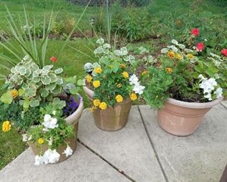 Outdoor potted plants