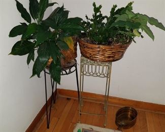 Indoor house plants