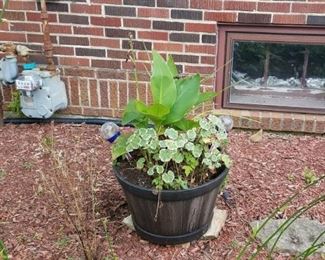 Potted plants