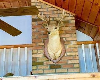 12 Point Adirondack Buck Antique