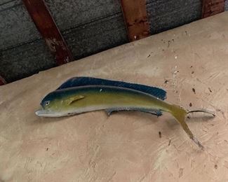 Taxidermy Mahi Mahi