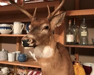 Deer head taxidermy wall mount.