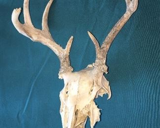 deer skull