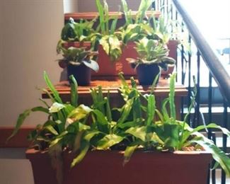 Plants with Planters