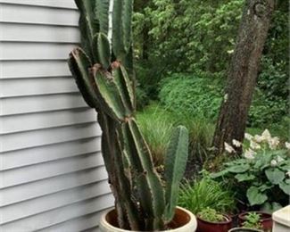 Lot 301
Large Euphorbia Acruensis Cactus and Planter